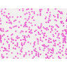 Набор микропрепаратов BRESSER «Гистология», 30 шт., в кейсе 74558
